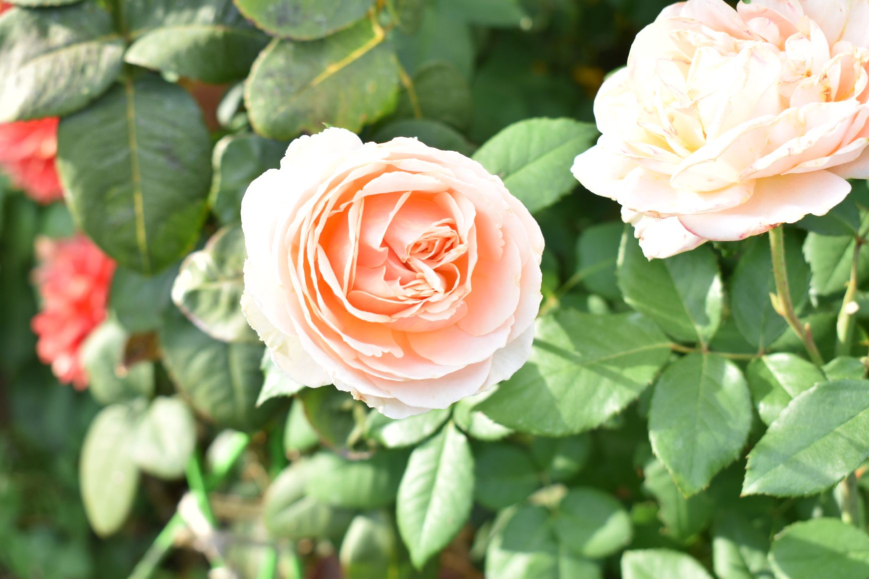 大阪（羽曳野）にあるローズガーデンに行ってきました - Flower Cafe Fresh Green